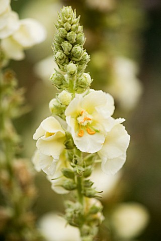 VERBASCUM_SP_UNNAMED_MARCHANTS_HARDY_PLANTS__SUSSEX