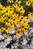 RUDBECKIA SUBTOMENTOSA AND ASTER PYRENAUS LUTETIA. MARCHANTS HARDY PLANTS  SUSSEX