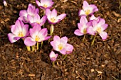 COLCHICUMS WITH BARK MULCH