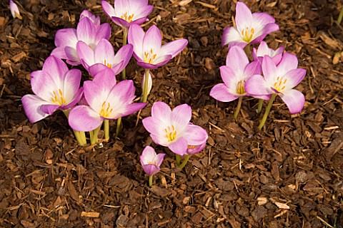 COLCHICUMS_WITH_BARK_MULCH