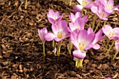 COLCHICUMS WITH BARK MULCH