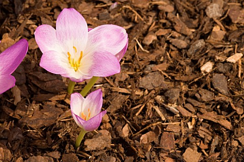 COLCHICUMS_WITH_BARK_MULCH