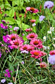 MAYROYD MILL GARDEN  YORKSHIRE: PINK FLOWERS OF ECHINACEA