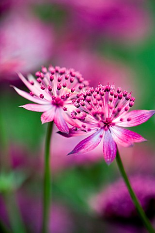 PINK_FLOWERS_OF_AN_ASTRANTIA