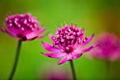 PINK FLOWERS OF AN ASTRANTIA