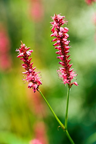 CLOSE_UP_OF_PINK_FLOWERS_OF_SANGUISORBA_UNKNOWN_VARIETY
