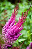 MAYROYD MILL HOUSE  YORKSHIRE. ASTILBE CHINENSIS TAQUETI PURPURLANZE