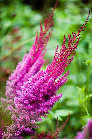 MAYROYD_MILL_HOUSE__YORKSHIRE_ASTILBE_CHINENSIS_TAQUETI_PURPURLANZE