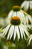 MAYROYD MILL HOUSE  YORKSHIRE: CLOSE UP OF ECHINACEA WHITE SWAN