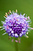 CLOSE UP OF PURPLE SCABIOUS FLOWER (UNKNOWN VARIETY)
