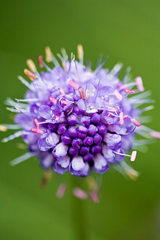 CLOSE_UP_OF_PURPLE_SCABIOUS_FLOWER_UNKNOWN_VARIETY
