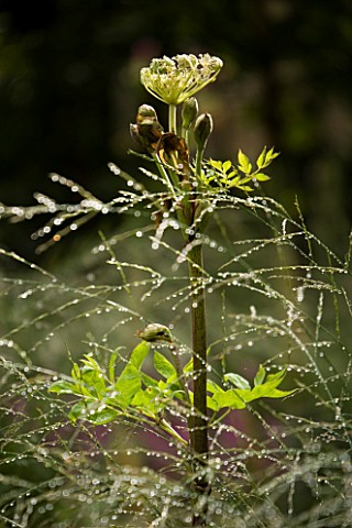 CLOSE_UP_OF_ANGELICA_ARCHANGELICA_WITH_DEW_COVERED_GRASS