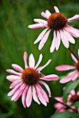 CLOSE UP OF PALE PINK ECHINACEA FLOWERS