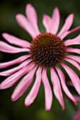 CLOSE UP OF PINK ECHINACEA