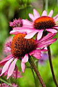 CLOSE UP OF PINK ECHINACEA FLOWERS WITH ASTRANTIA