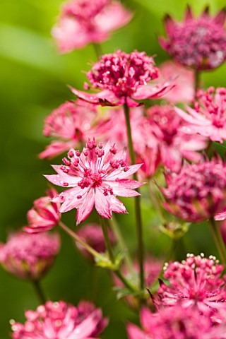 CLOSE_UP_OF_PINK_ASTRANTIA_FLOWERS_UNKNOWN_VARIETY