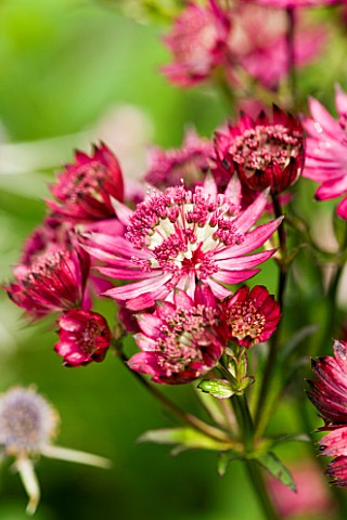 CLOSE_UP_OF_PINK_FLOWERS_OF_ASTRANTIA_UNKNOWN_VARIETY