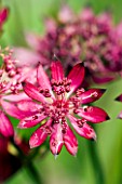 CLOSE UP PINK ASTRANTIA FLOWER (UNKNOWN VARIETY)