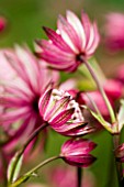 CLOSE UP OF PINK ASTRANTIA FLOWERS (UNKNOWN VARIETY)