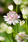 CLOSE UP OF PALE PINK AND WHITE FLOWERS OF ASTRANTIA