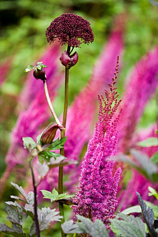 ANGELICA_GIGAS_AND_ASTILBE_CHINENSIS_TAQUETII_PURPURLANZE