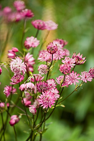CLOSE_UP_OF_PINK_ASTRANTIA_FLOWERS__MAYROYD_MILL_GARDEN__YORKSHIRE