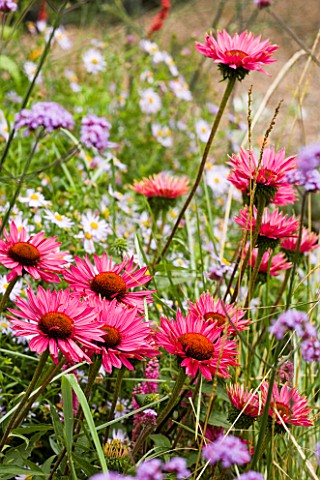 PLANT_COMBINATION__PINK_ECHINACEA_FLOWERS_WITH_SCABIOUS_AND_DAISIES_AT_MAYROYD_MILL_GARDEN__YORKSHIR