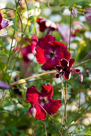 MAYROYD_MILL_GARDEN__YORKSHIRE_CLOSE_UP_OF_DEEP_RED_CLEMATIS_UNKNOWN_VARIETY