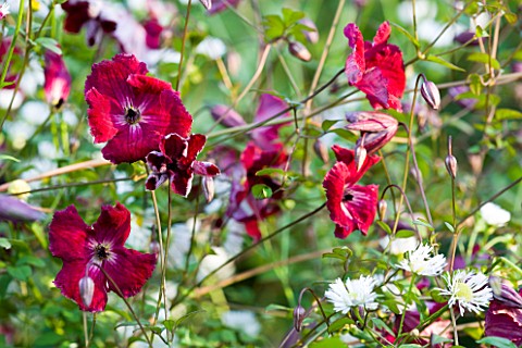 MAYROYD_MILL_GARDEN__YORKSHIRE__CLOSE_UP_OF_DEEP_RED_CLEMATIS_UNKNOWN_VARIETY