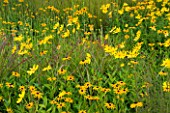 LADY FARM  SOMERSET. YELLOW BORDER OF STEPPE PLANTING IN AUTUMN - BLACK EYED SUSANS