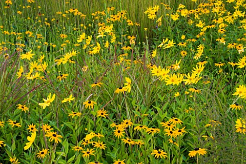 LADY_FARM__SOMERSET_YELLOW_BORDER_OF_STEPPE_PLANTING_IN_AUTUMN__BLACK_EYED_SUSANS