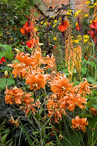 WOLLERTON_OLD_HALL__SHROPSHIRE__HOT_PLANTING_OF_ORANGE_LILIES__CANNAS_AND_PHYGELIUS
