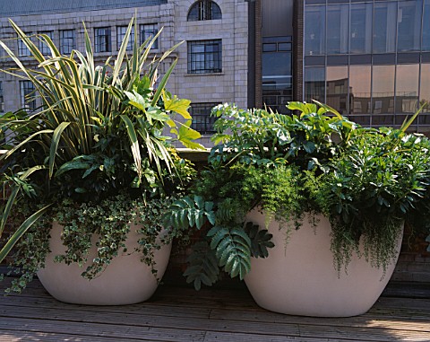 URBAN_ROOF_CONTAINERS_BY_URBIS_PLANTED_BY_FERESCA_LIMITED___PHORMIUM_VARIEGATUM__FATSIA_JAPONICA_SKI