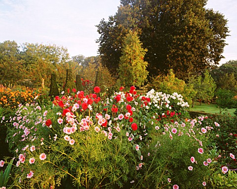 PETTIFERS_GARDEN__OXFORDSHIRE_THE_PARTERRE_IN_AUTUMN_WITH_DAHLIA_DAZZLER_FLOWERING_WITH_COSMOS