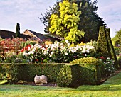 PETTIFERS GARDEN  OXFORDSHIRE: THE PARTERRE IN AUTUMN WITH DAHLIAS  CLIPPED BOX HEDGING AND YEW SHAPES. IN THE FOREGROUND IS A STONE SCULPTURE BY BRIONY LAWSON