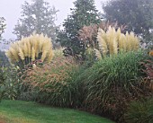 MISTY MORNING AT MARCHANTS HARDY PLANTS  SUSSEX  WITH MISCANTHUS PROFESSOR R HANSEN  CORTADERIA SELLOANA PUMILA  PENNISETUM INCOMPTUM