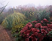 MISTY AUTUMN MORNING AT MARCHANTS HARDY PLANTS  SUSSEX: BORDER WITH CORTADERIA SELLOANA AUREOLINEATA AND SEDUM MATRONA
