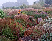 MISTY AUTUMN MORNING AT MARCHANTS HARDY PLANTS  SUSSEX: MISCANTHUS  PENSTEMONS  CANNAS AND VERBENA POLARIS