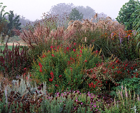 MISTY_AUTUMN_MORNING_AT_MARCHANTS_HARDY_PLANTS__SUSSEX