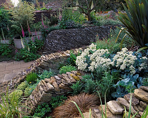 WINGWELL_NURSERY__RUTLAND_WALL_AT_THE_BACK_OF_THE_HOUSE_WITH_CRAMBE_MARITIMA