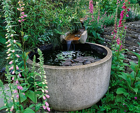 WINGWELL_NURSERY__RUTLAND_WATER_FEATURE_TROUGH_SURROUNDED_BY_FOXGLOVES