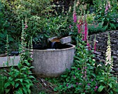 WINGWELL NURSERY  RUTLAND: WATER FEATURE TROUGH SURROUNDED BY FOXGLOVES