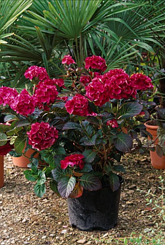 PAN_GLOBAL_PLANTS__GLOUCESTERSHIRE_CONTAINER_WITH_HYDRANGEA_MACROPHYLLA_MARVEILLE_SANGUINEA