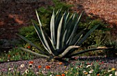 PAN GLOBAL PLANTS  GLOUCESTERSHIRE: THE WALLED GARDEN WITH A HUGE SPECIMEN OF AGAVE AMERICANA
