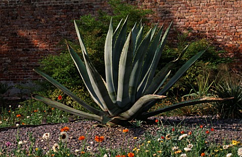 PAN_GLOBAL_PLANTS__GLOUCESTERSHIRE_THE_WALLED_GARDEN_WITH_A_HUGE_SPECIMEN_OF_AGAVE_AMERICANA