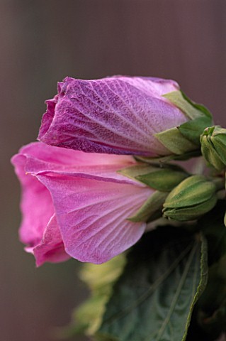 PAN_GLOBAL_PLANTS__GLOUCESTERSSHIRE_HIBISCUS_SINOSYRIACUS_LILAC_QUEEN
