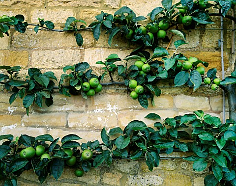 ESPALIERED_APPLE_ORLEANS_REINETTE_ON_A_WALL_IN_THE_POTAGER_AT_BOURTON_HOUSE_GARDEN__GLOUCESTERSHIRE