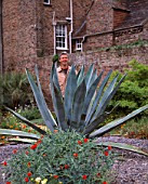 PAN GLOBAL PLANTS  GLOUCESTERSHIRE: NICK MACER STANDS BEHIND A MASSIVE AGAVE AMERICANA IN THE WALLED GARDEN
