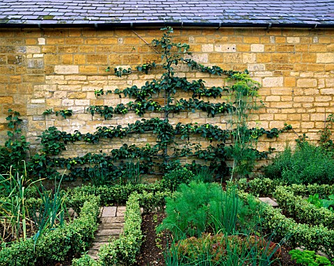 AN_ESPALIERED_APPLE_ORLEANS_REINETTE_ON_A_WALL_IN_THE_POTAGER_AT_BOURTON_HOUSE_GARDEN__GLOUCESTERSHI