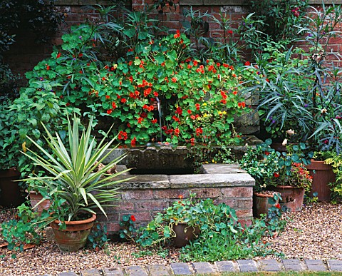 HALL_FARM__LINCOLNSHIRE_WATER_FEATURE_WITH_TROUGH_PLANTED_WITH_SOLANUM_LAINIATUM_AND_NASTURTIUM_HERM